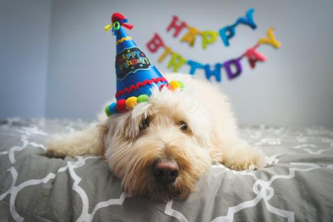 a dog celebrating its birthday